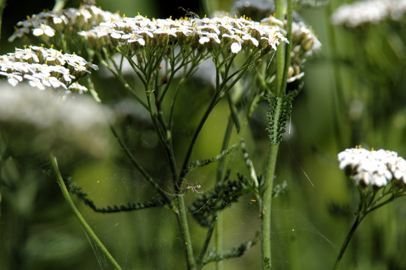 spinne_und_kaefer